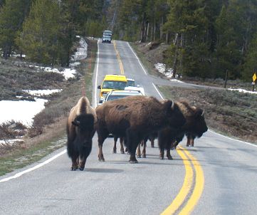 westynp.html